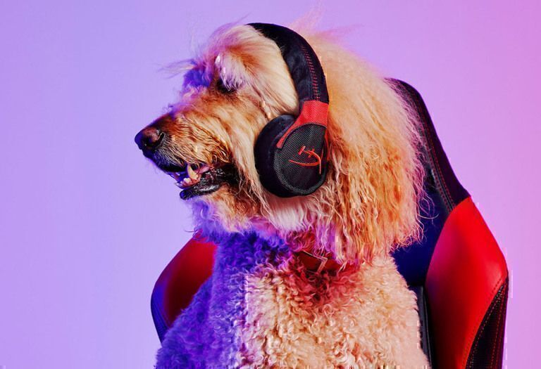 HyperX lanza una edición limitada de juguetes para mascotas inspirada en sus periféricos     Es única en su tipo y estará disponible sólo en Estados Unidos