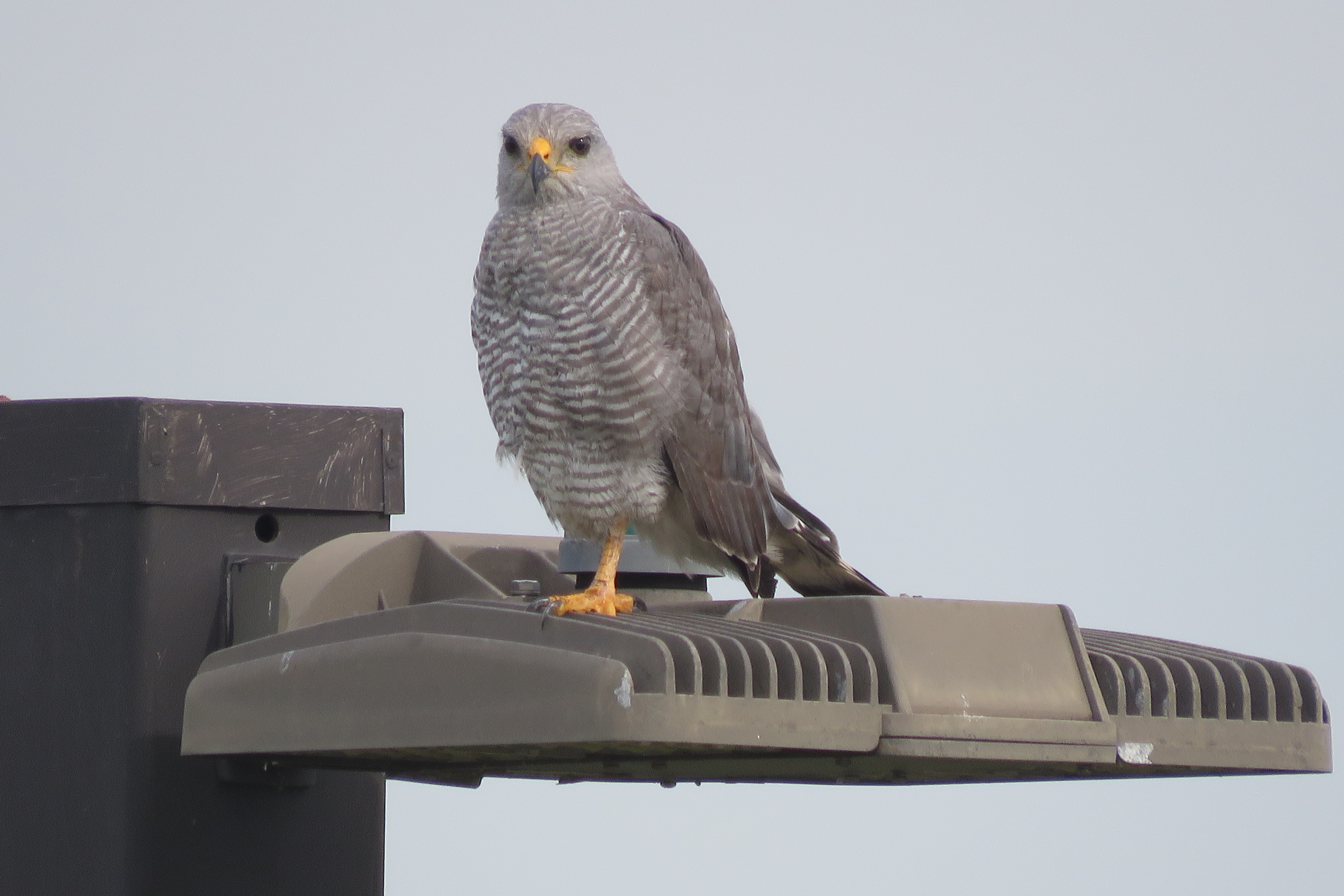 154 especies de aves se han identificado mediante el Programa de Control de Fauna del AIJS