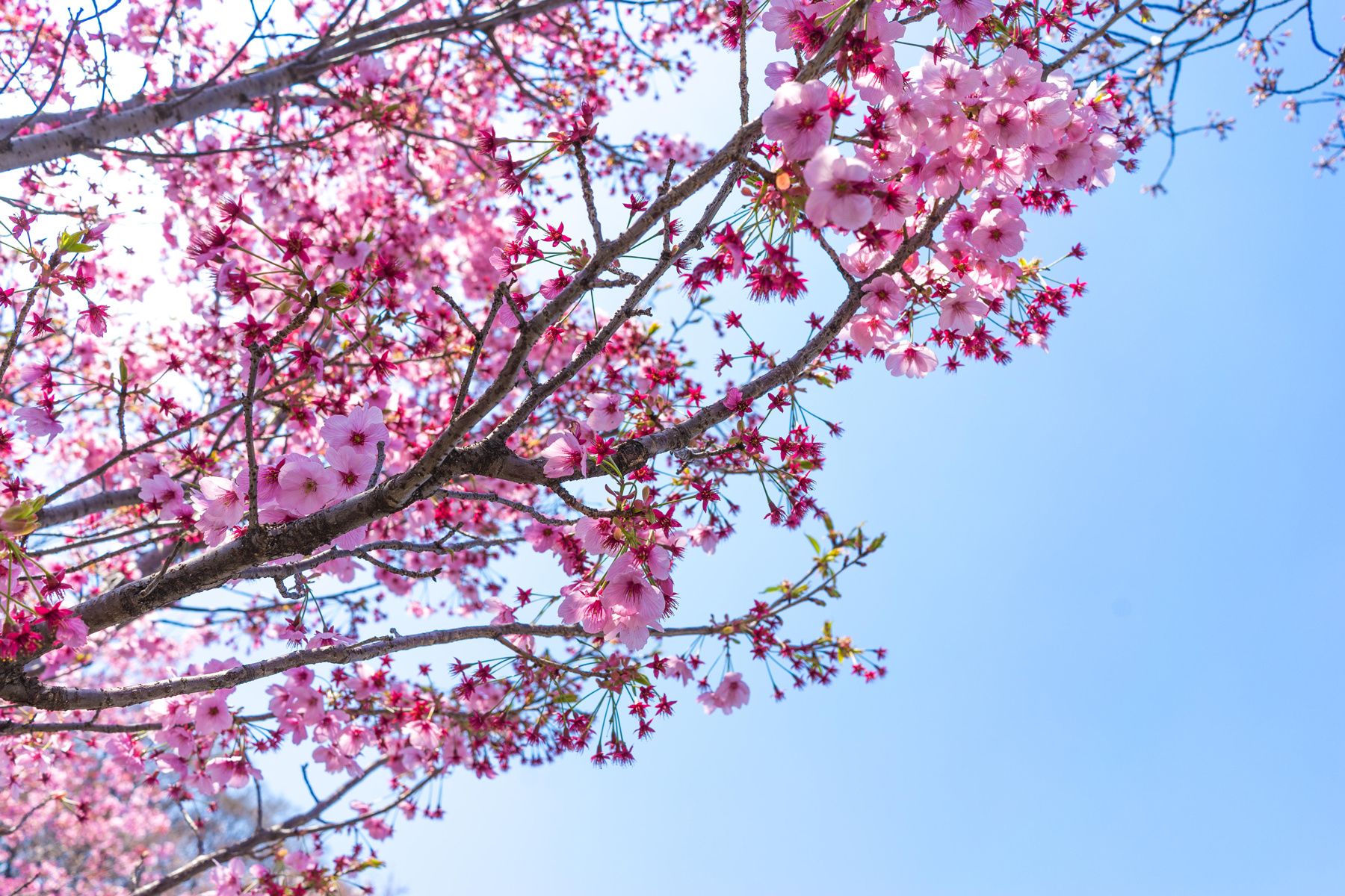 Semana Japonesa celebrará la hermandad entre San José y Okayama