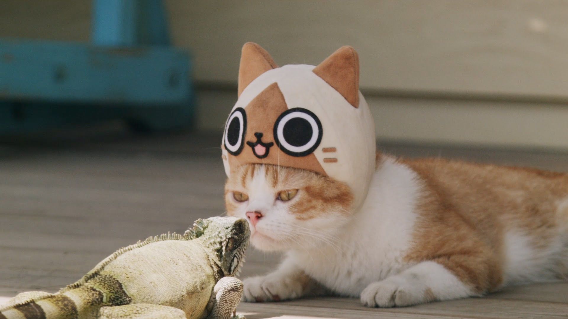 Gatos reales promocionan el juego de Monster Hunter Diary: Poka Poka Airou Village DX