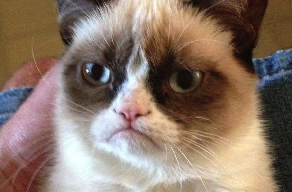 Fallece Grumpy Cat a sus 7 años de edad
