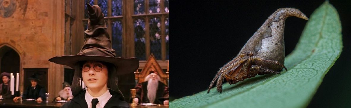 WWE Kane habla de su retiro soñado